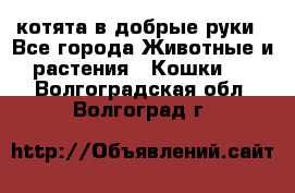 котята в добрые руки - Все города Животные и растения » Кошки   . Волгоградская обл.,Волгоград г.